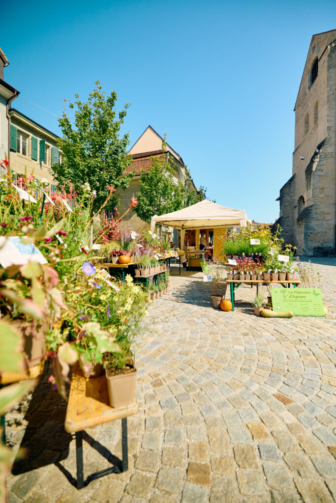 Marché de plantes locales installé près de l’Abbatiale de Payerne lors de De Vert et d’Art 2024